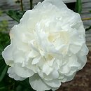Paeonia lactiflora Avalanche