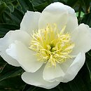 Paeonia lactiflora Bu-Te