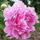 Paeonia lactiflora Jacorma