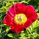 Paeonia lactiflora Kazaczok