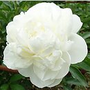 Paeonia lactiflora Lillian Wild
