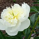 Paeonia lactiflora Marshmallow Button