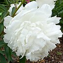 Paeonia lactiflora Mme Claude Tain