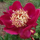 Paeonia lactiflora Myron Branson
