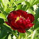Paeonia lactiflora Chervonnyj Oksamit