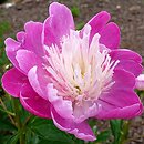 Paeonia lactiflora Santa Fe