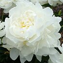 Paeonia lactiflora Victorian Blush