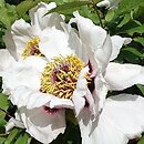 Paeonia rockii (piwonia krzewiasta Rocka)