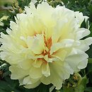 Paeonia lactiflora Bartzella