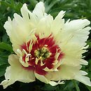 Paeonia lactiflora Callie's Memory