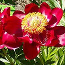 Paeonia lactiflora Chervoni Vitryla