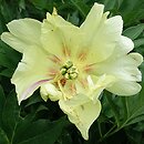 Paeonia lactiflora Going Bananas