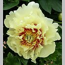 Paeonia lactiflora Prairie Charm