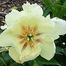 Paeonia lactiflora Viking Full Moon