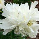 Paeonia lactiflora White Charm