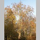Platanus occidentalis (platan zachodni)