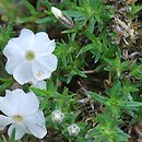 Phlox douglasii White Admiral