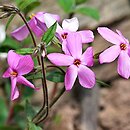 Phlox stolonifera (floks rozłogowy)