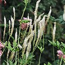 Actaea racemosa (pluskwica groniasta)