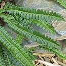 Blechnum penna-marina ssp. alpinum