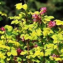 Ribes sanguineum Brianjou