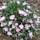 Convolvulus boissieri