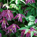 Clematis alpina Constance