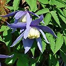 Clematis alpina Frankie