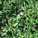 Clematis glauca (powojnik błękitnawy)