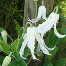 Clematis integrifolia Alba