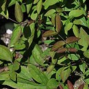 Clematis fusca (powojnik brązowy)
