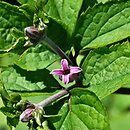 Clematis urticifolia (powojnik pokrzywolistny)