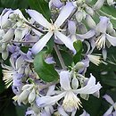 Clematis ×jouiniana Praecox