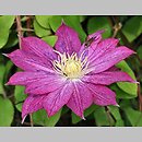 Clematis Asao