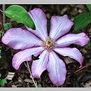 Clematis Betty Risdon