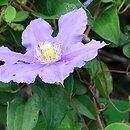 Clematis Jolanta