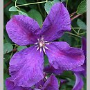 Clematis Polish Spirit