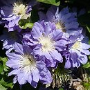 Clematis Azure Ball
