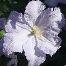 Clematis Błękitny Anioł