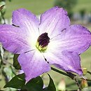 Clematis Cloudburst