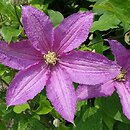 Clematis Danuta