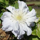 Clematis Diamond Ball
