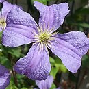 Clematis Emilia Plater