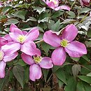 Clematis Freda
