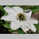 Clematis Guernsey Cream