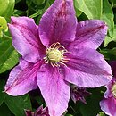 Clematis Hania