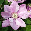 Clematis Innocent Glance