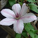 Clematis Jan Paweł II