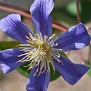 Clematis Juuli