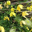 Clematis Kaśka